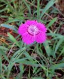 Dianthus versicolor. Цветок. Кемеровская обл., Беловский р-н, окр. пос. Щебзавод, лесистая вершина известняковой сопки. 06.08.2016.