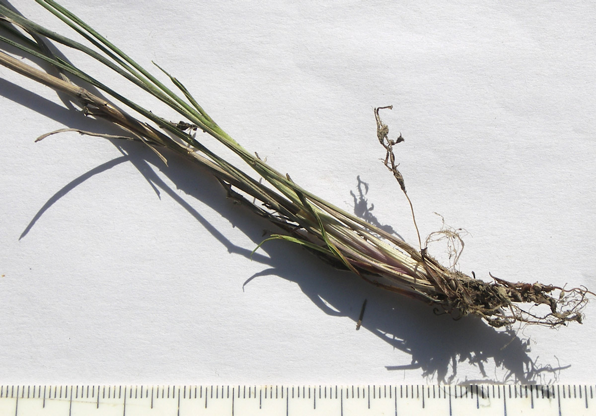 Изображение особи Phleum tzvelevii.