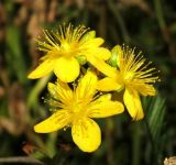 Hypericum maculatum