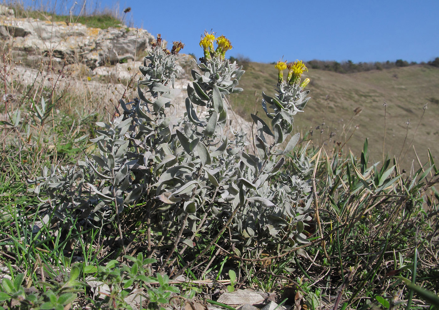 Image of Galatella villosa specimen.