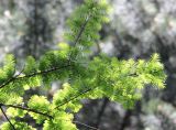 Metasequoia glyptostroboides