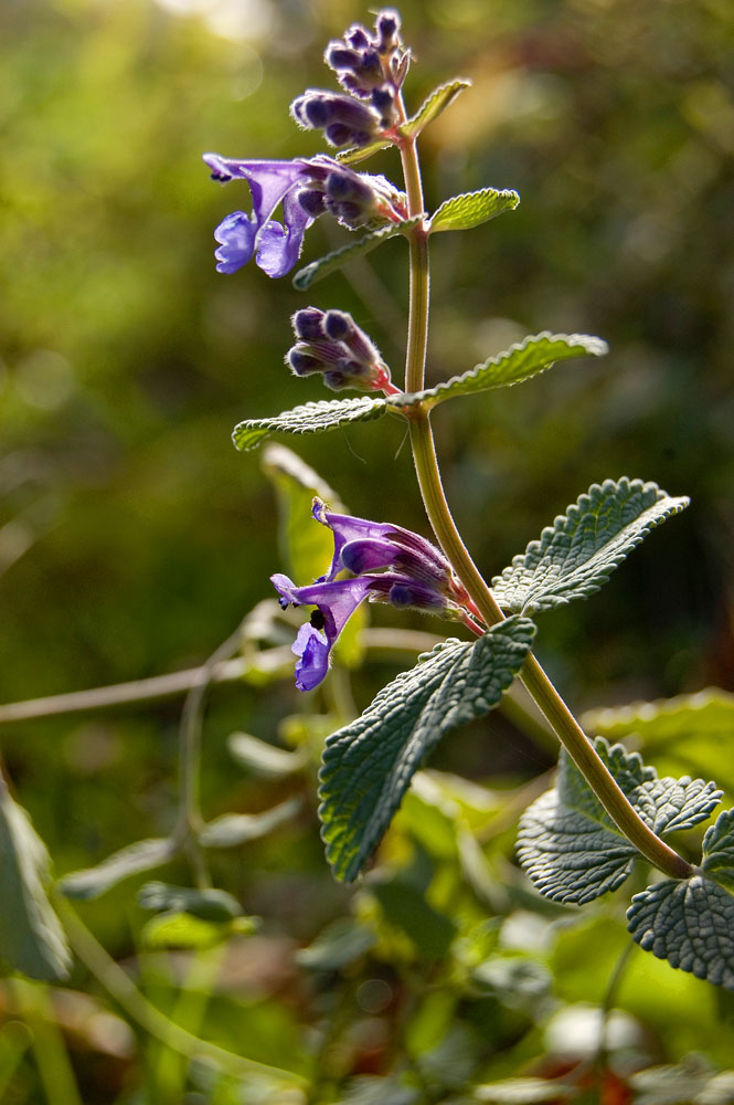 Изображение особи Nepeta mussinii.