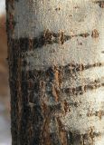 Salix schwerinii. Фрагмент ствола взрослого дерева. Украина, г. Луганск, в культуре. 07.12.2016.