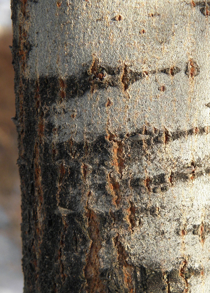Image of Salix schwerinii specimen.