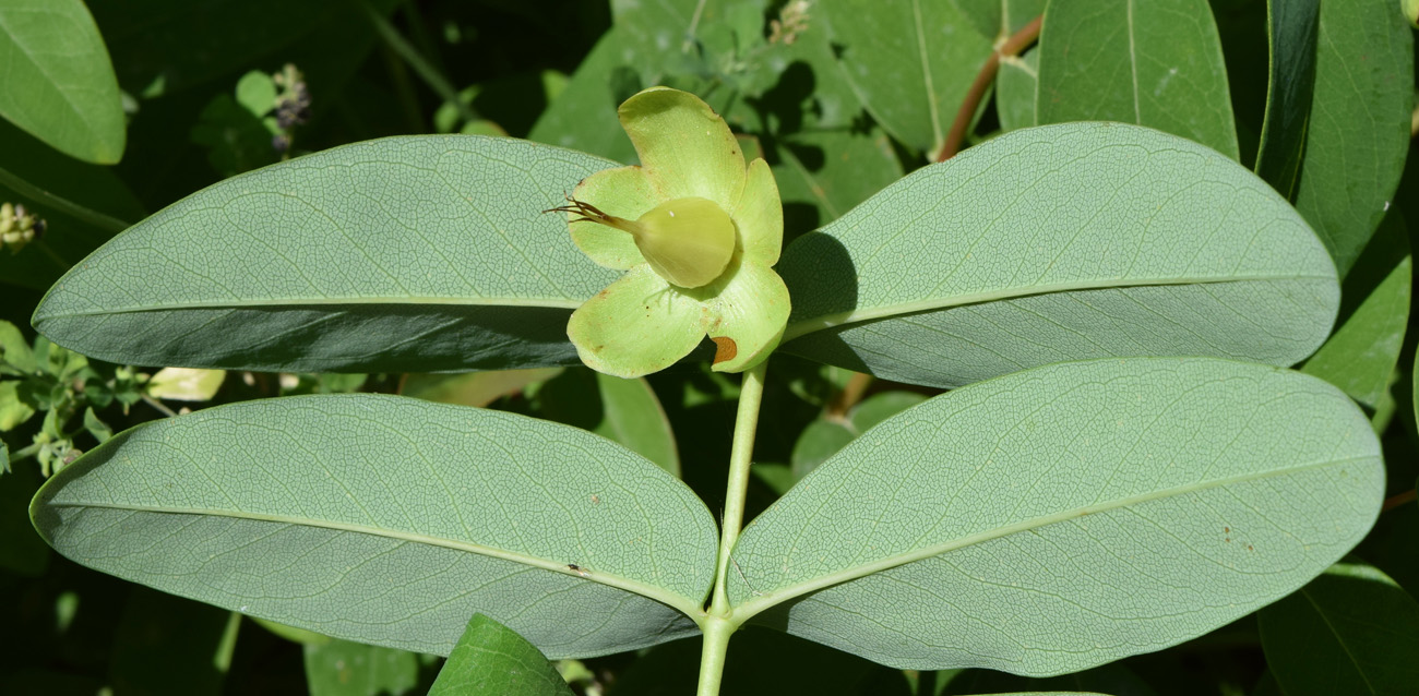 Изображение особи Hypericum calycinum.