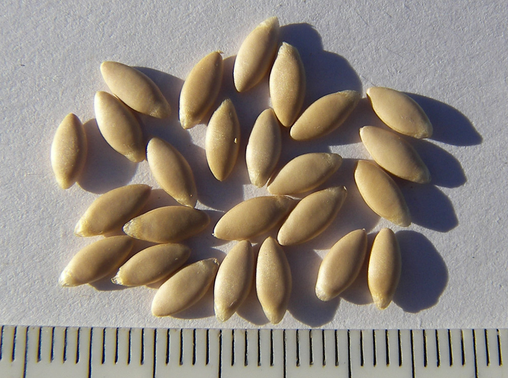 Image of Cucumis canoxyi specimen.