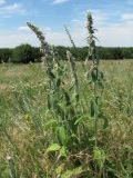 Stachys germanica