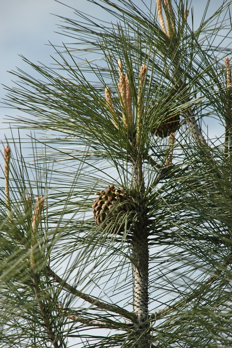 Изображение особи Pinus roxburghii.