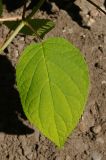 Hydrangea arborescens. Лист. Восточный Казахстан, г. Усть-Каменогорск, парк Жастар, в культуре. 04.09.2016.