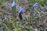 Gentiana uniflora