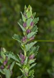 Teucrium chamaedrys