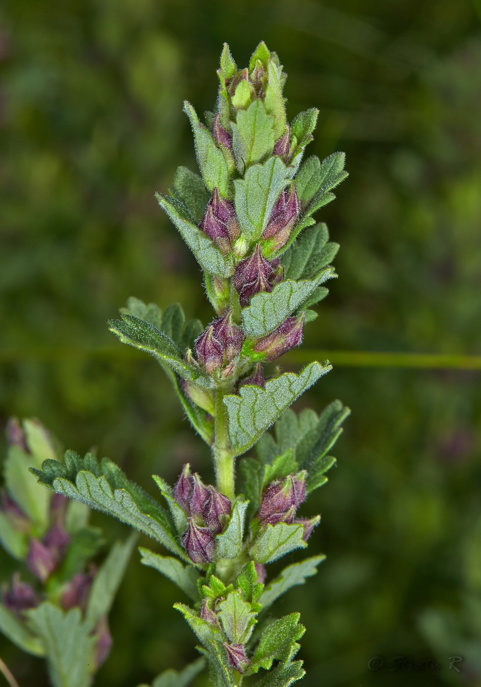 Image of Teucrium chamaedrys specimen.