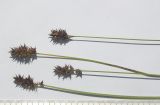 Carex vulpina