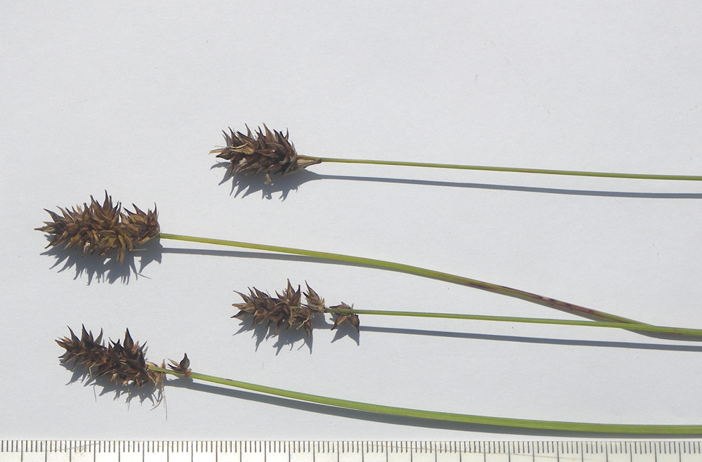 Image of Carex vulpina specimen.