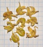 Cocos nucifera