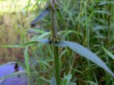 Stachys palustris