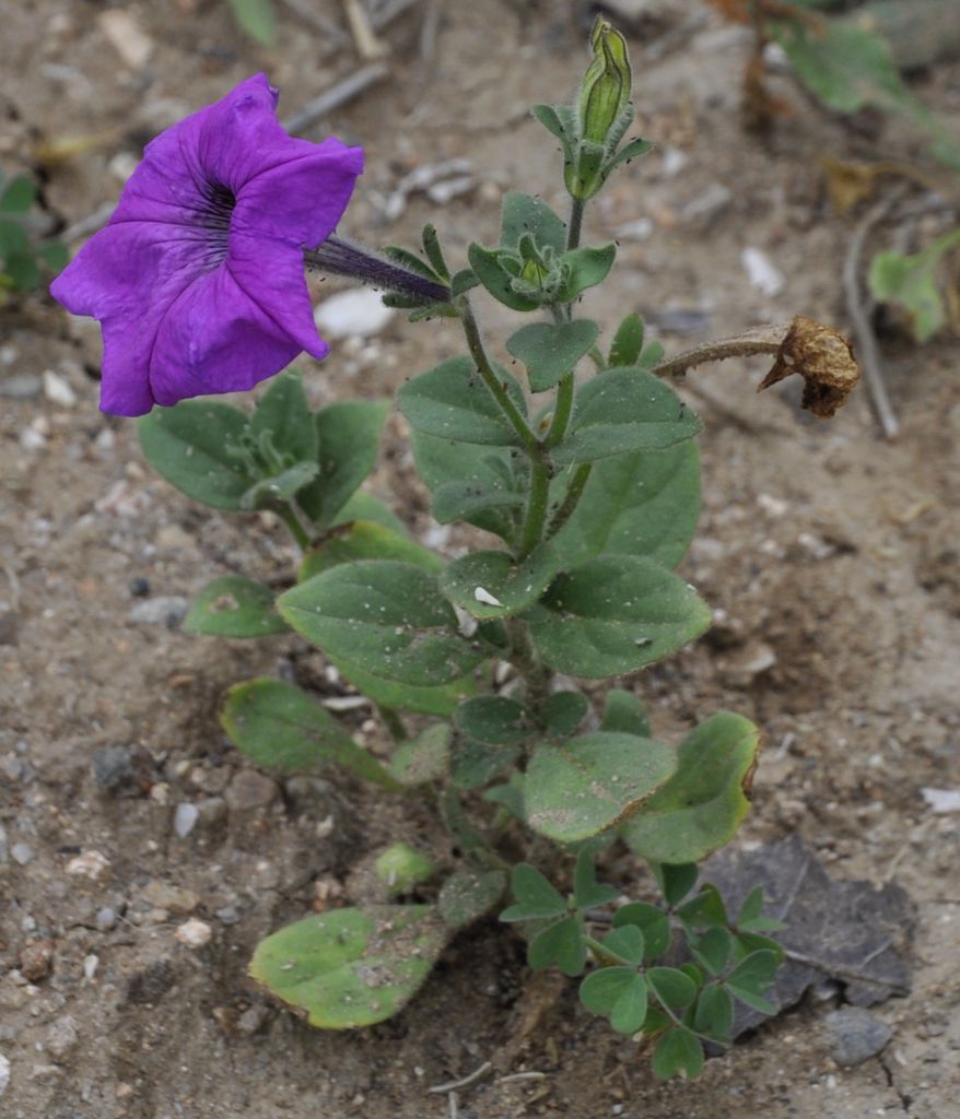 Изображение особи Petunia &times; hybrida.