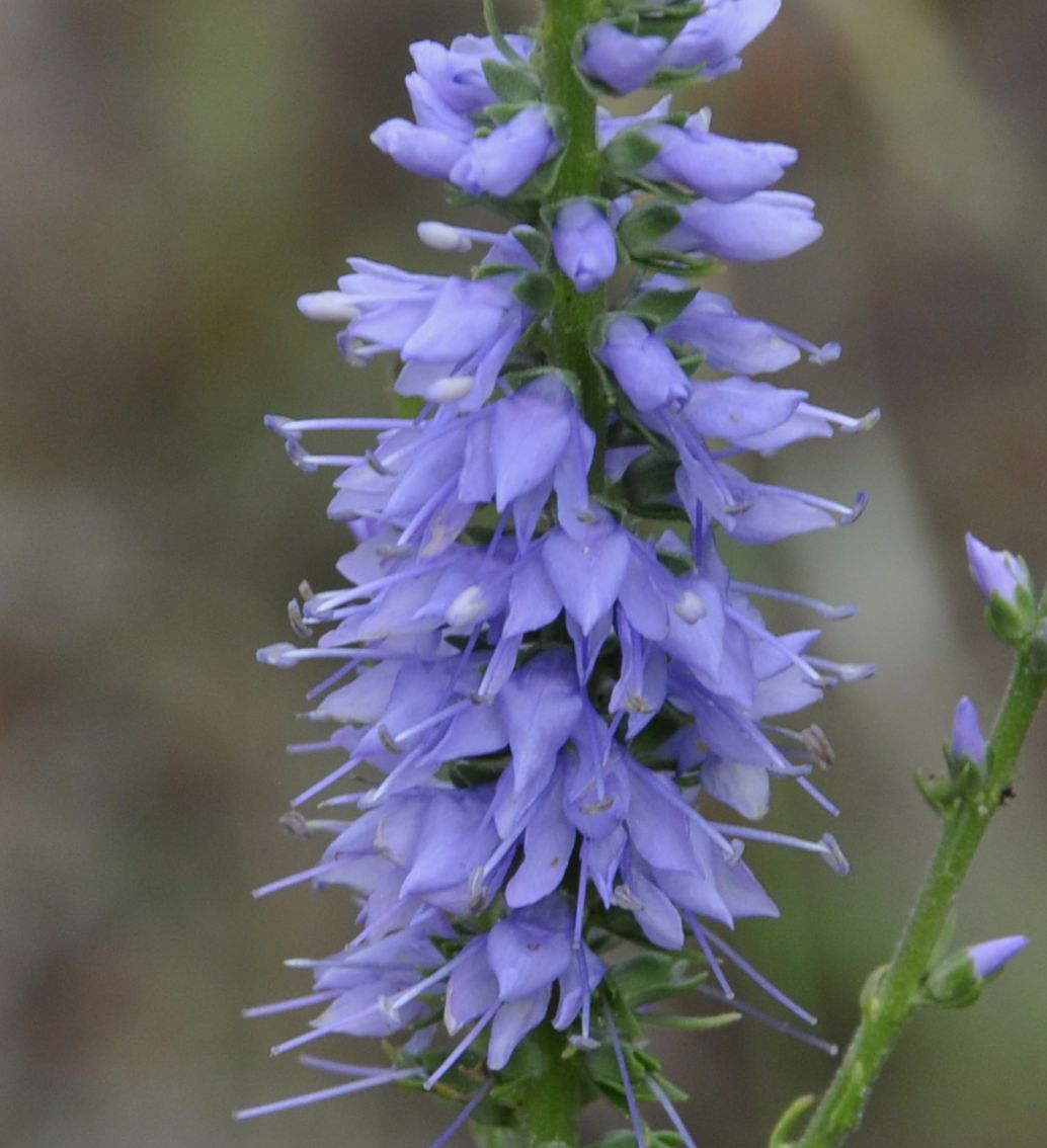 Image of Veronica barrelieri specimen.