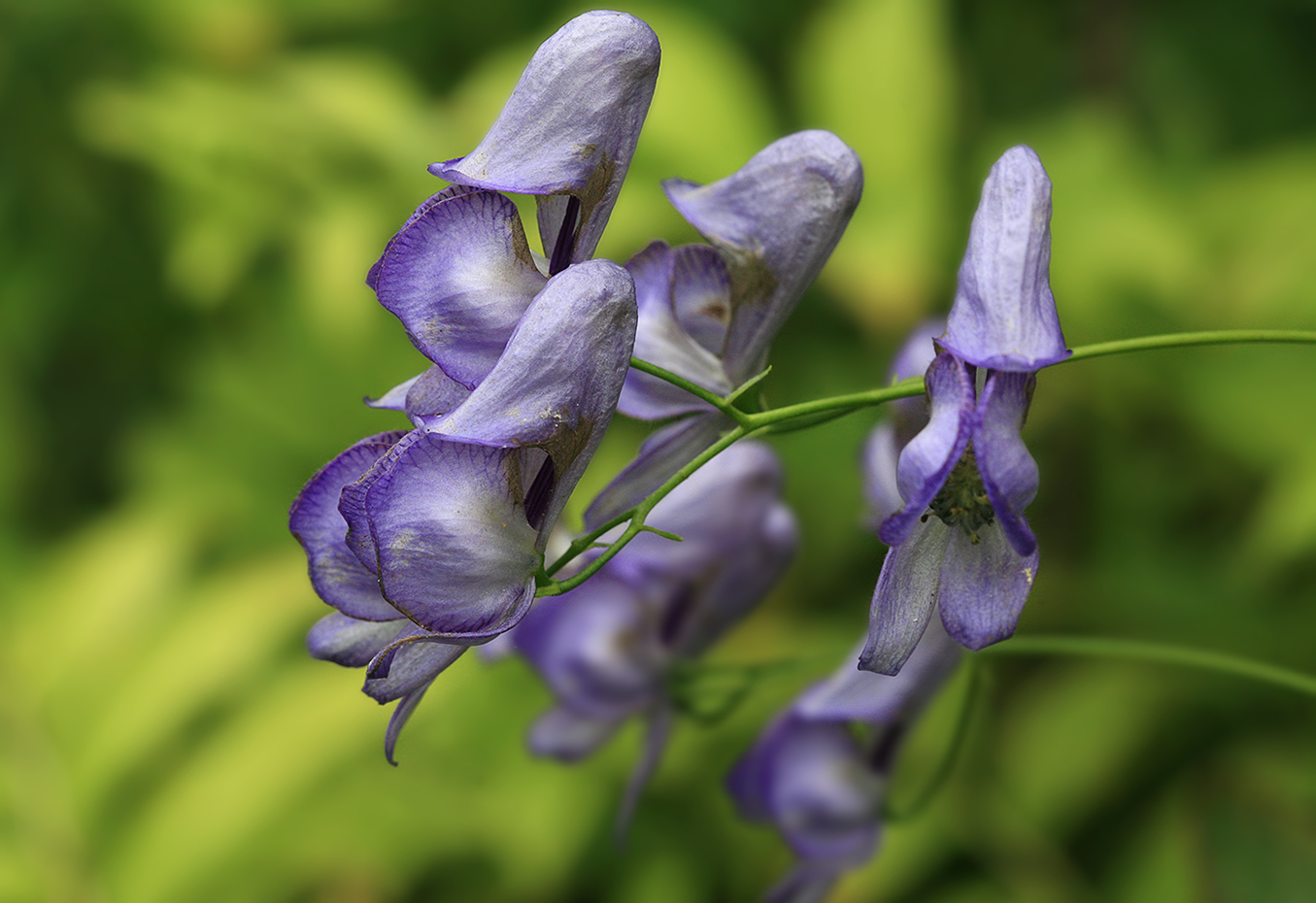 Изображение особи Aconitum sczukinii.