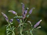 Mentha asiatica