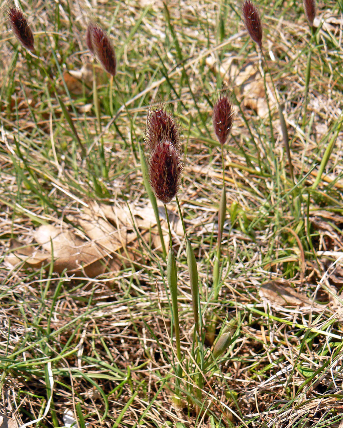 Image of Alopecurus vaginatus specimen.