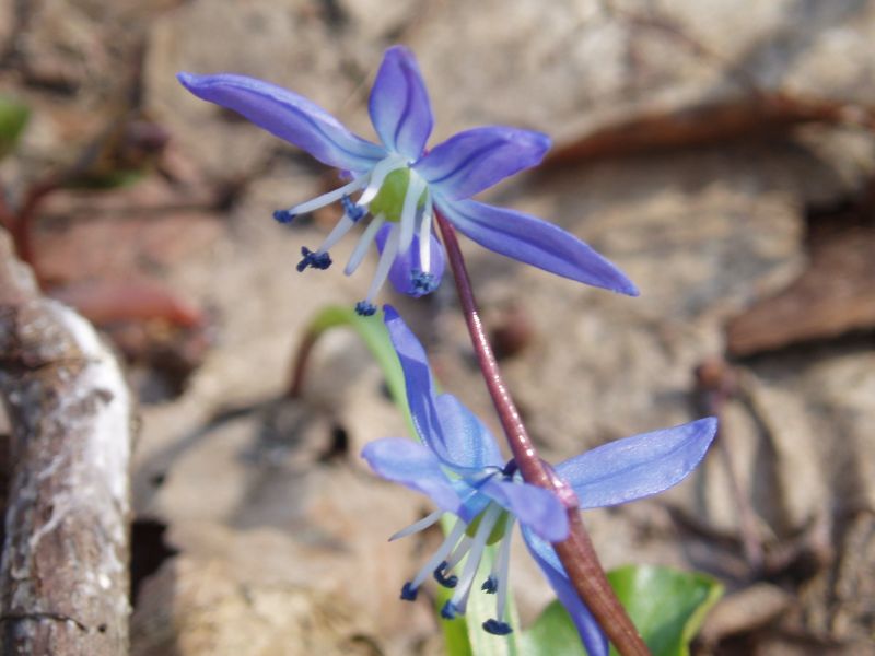 Image of Scilla siberica specimen.