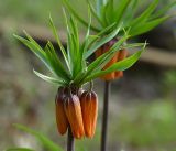 Fritillaria imperialis