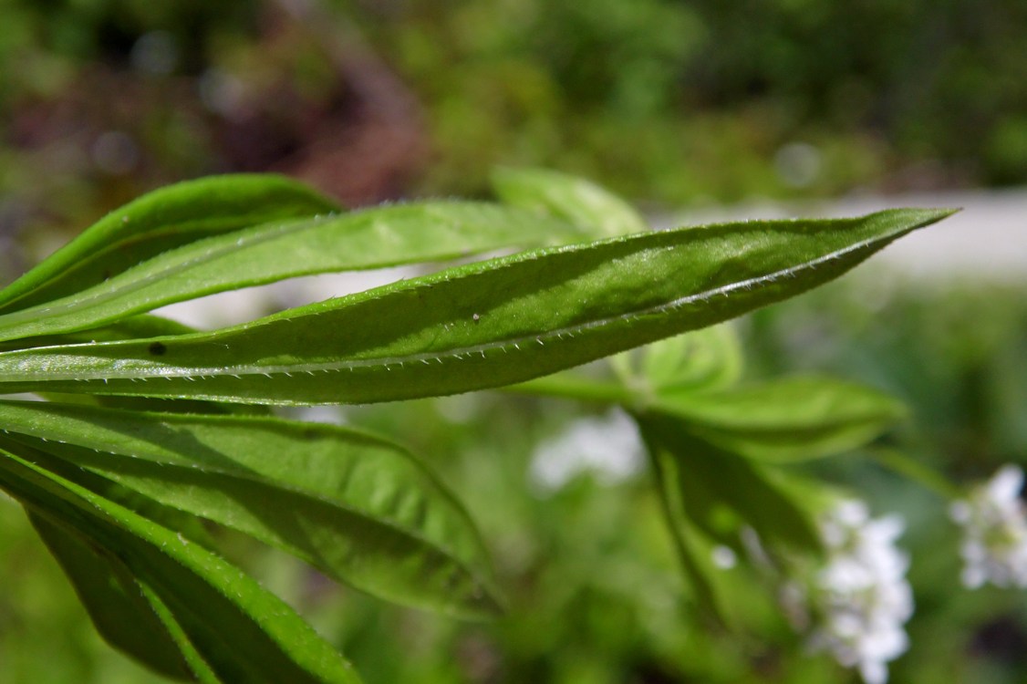 Image of Galium odoratum specimen.