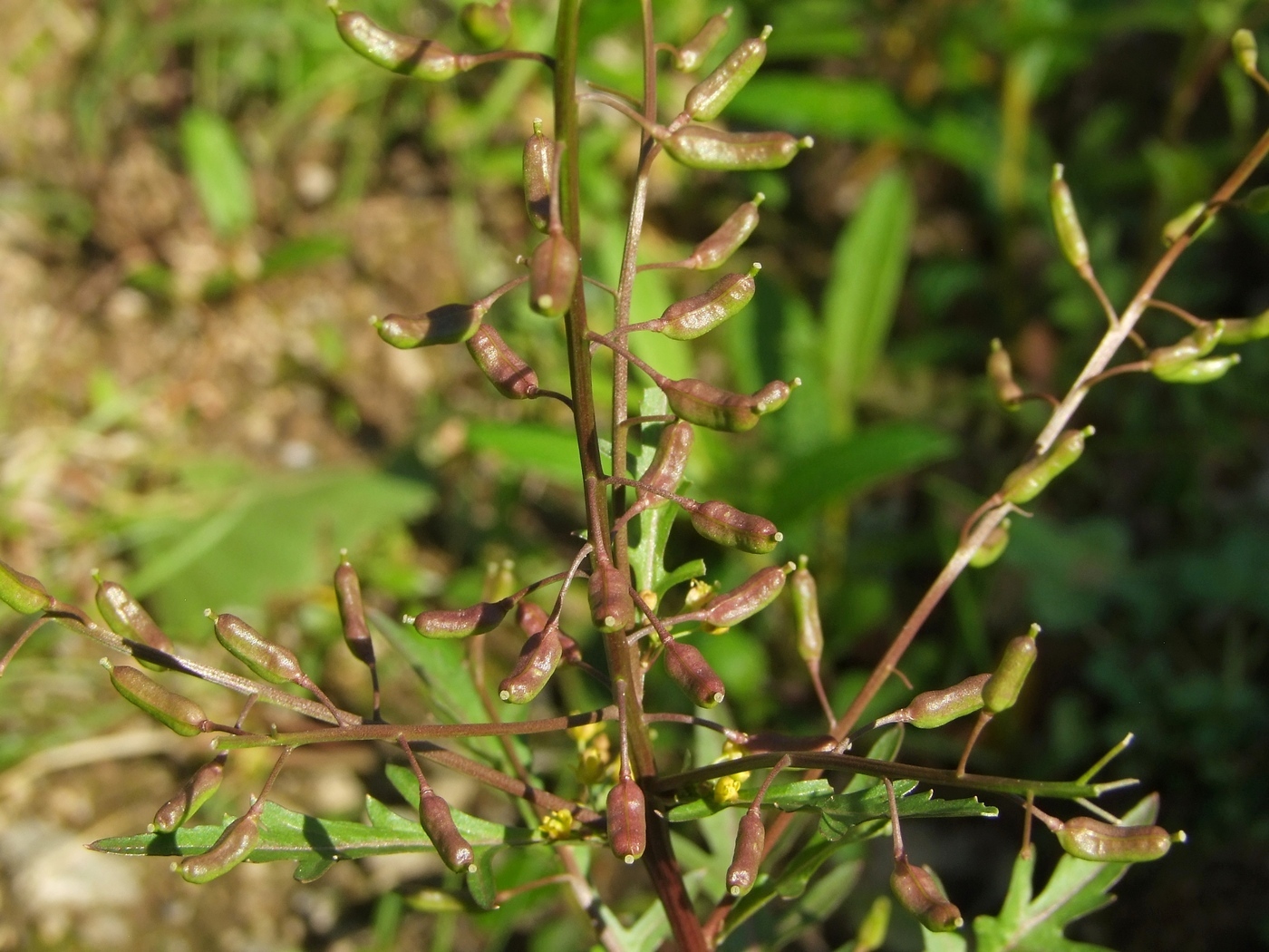 Image of Rorippa palustris specimen.