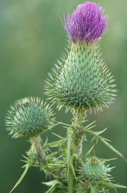 Image of Cirsium vulgare specimen.