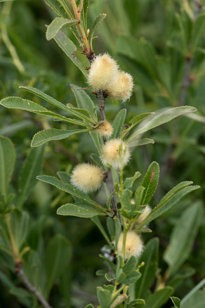 Image of Amygdalus nana specimen.