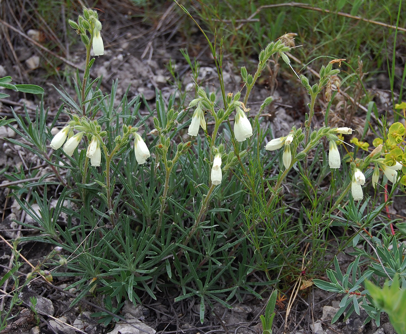 Изображение особи Onosma tanaitica.