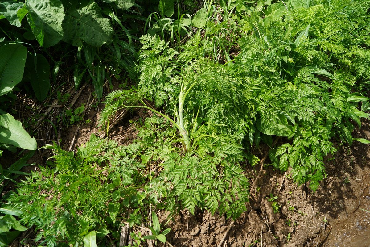 Изображение особи Anthriscus sylvestris var. nemorosa.