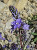 Veronica capsellicarpa