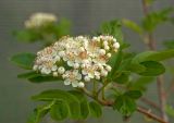 &times; Crataegosorbus miczurinii