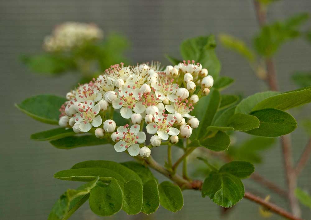 Image of × Crataegosorbus miczurinii specimen.