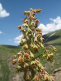 Rheum maximowiczii