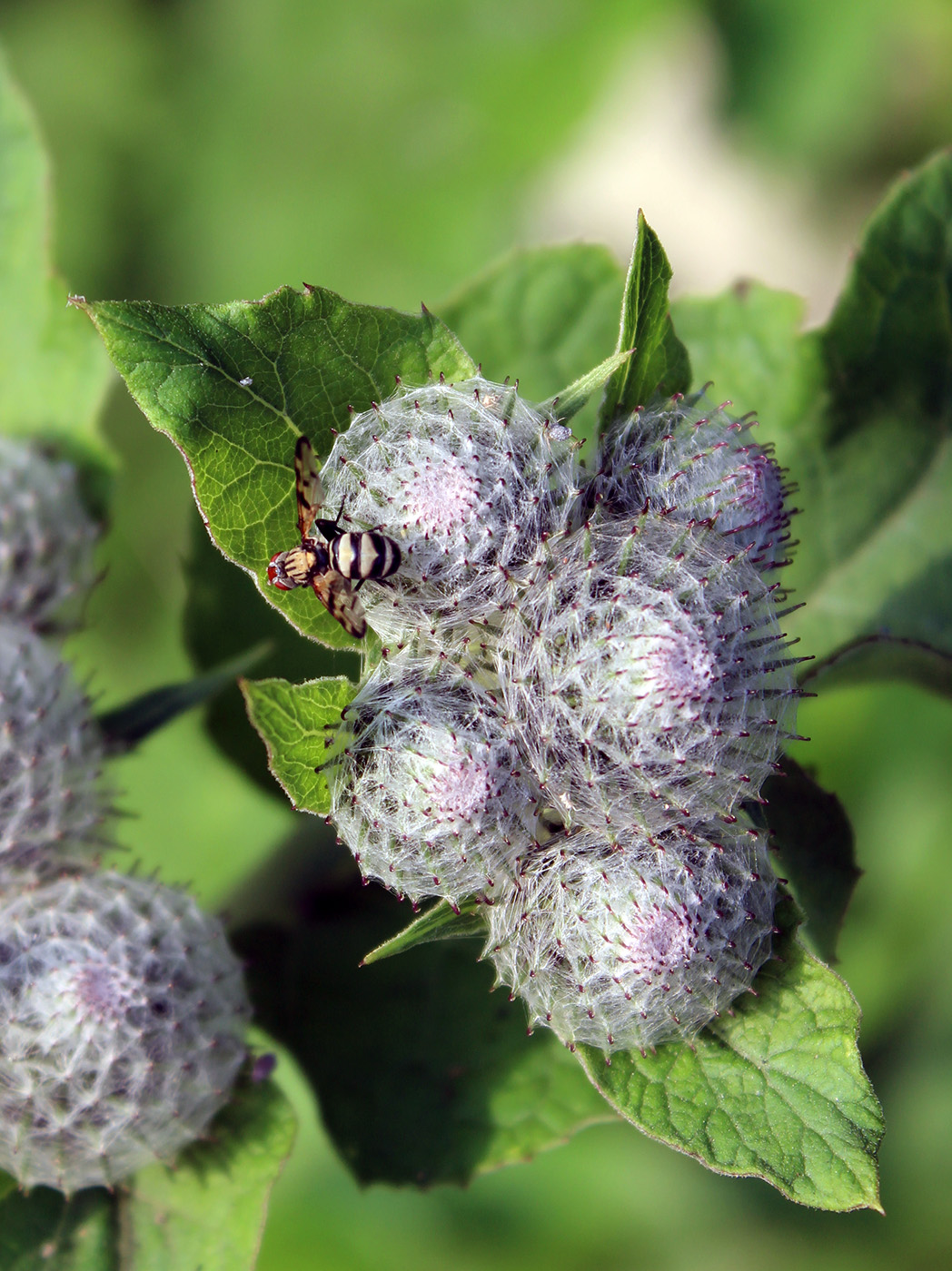 Изображение особи Arctium tomentosum.