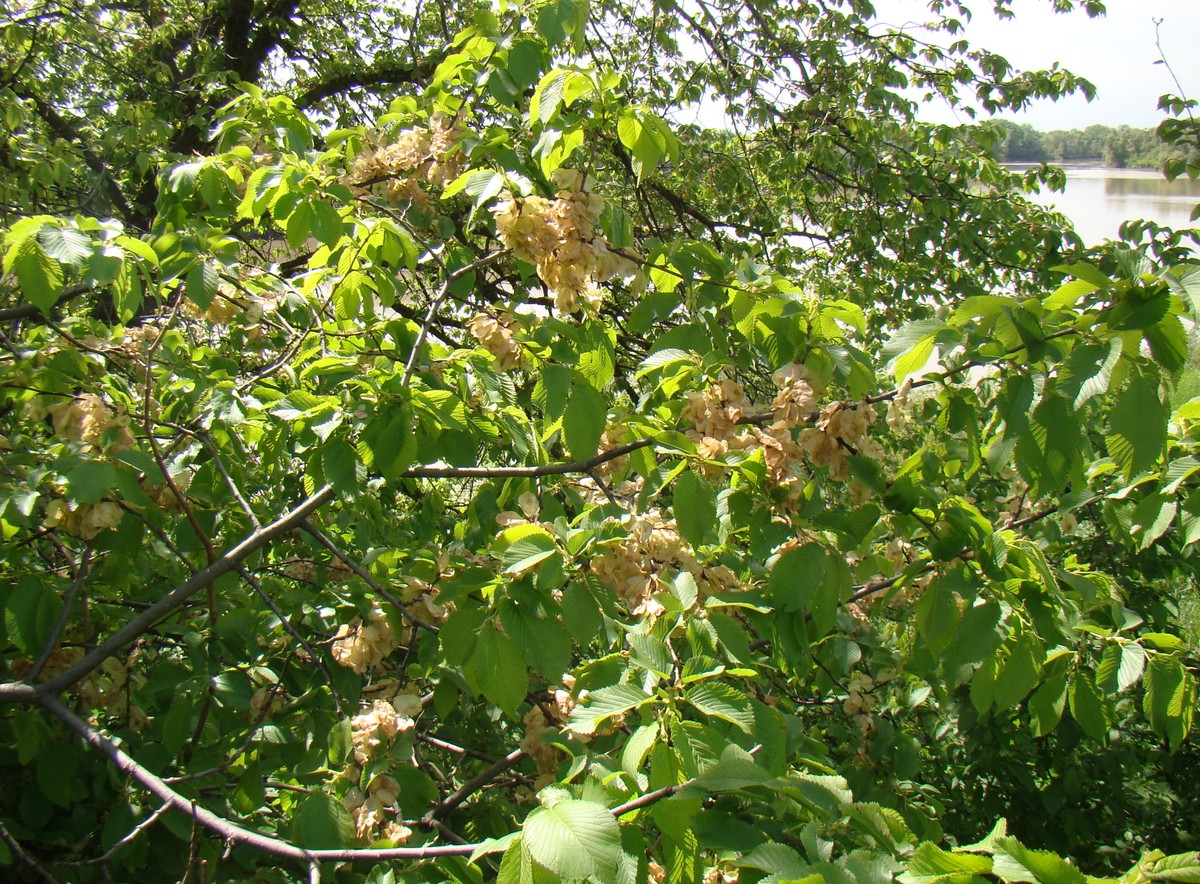 Image of Ulmus minor specimen.