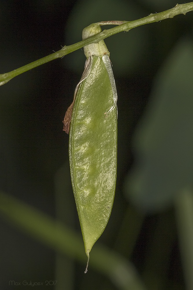 Image of Vicia pisiformis specimen.