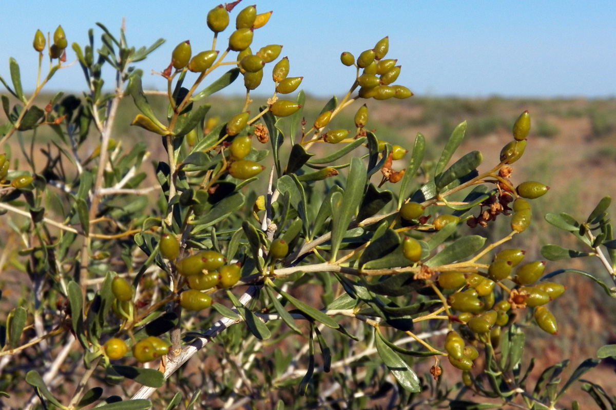 Image of Nitraria schoberi specimen.