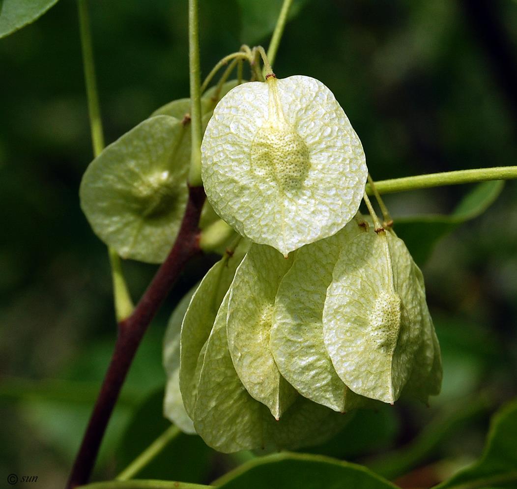 Изображение особи Ptelea trifoliata.