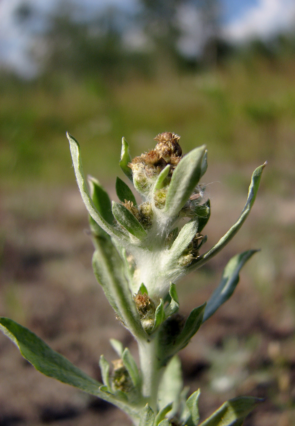 Image of Gnaphalium rossicum specimen.