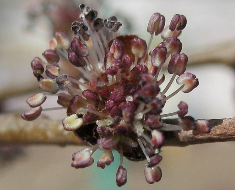 Изображение особи Ulmus pumila.