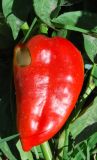 Capsicum annuum