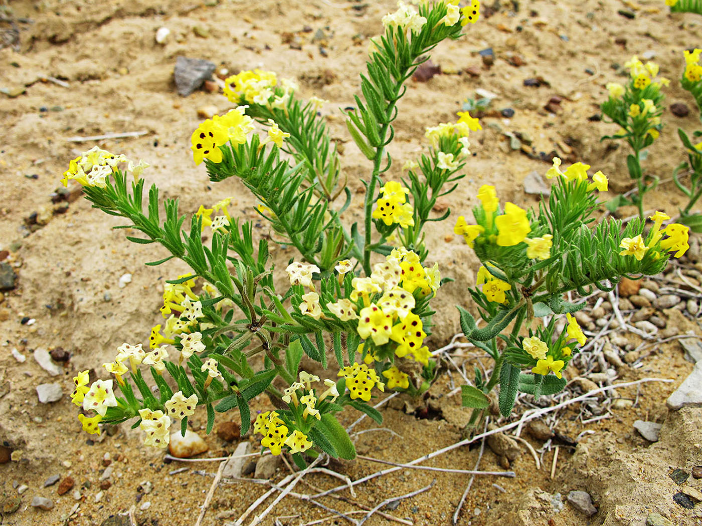 Изображение особи Arnebia guttata.