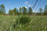 Lithospermum officinale