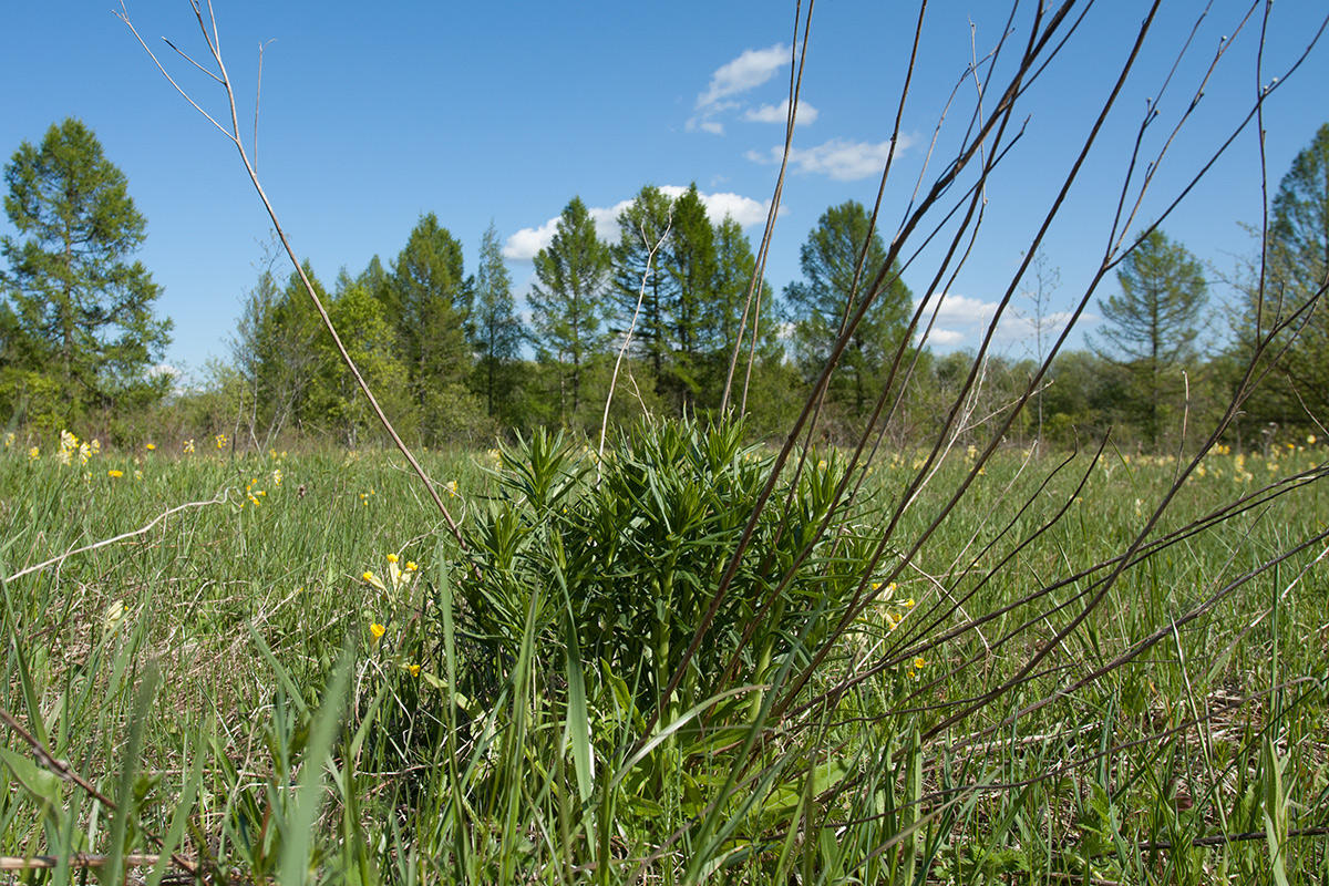 Image of Lithospermum officinale specimen.