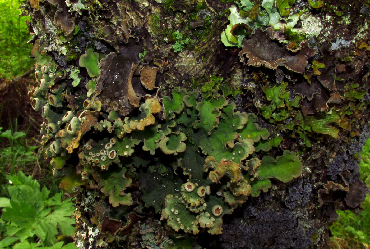 Image of Dendriscosticta gelida specimen.