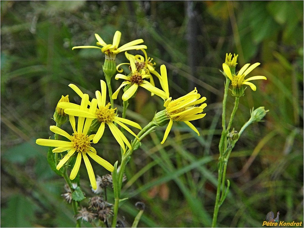 Изображение особи Senecio nemorensis.